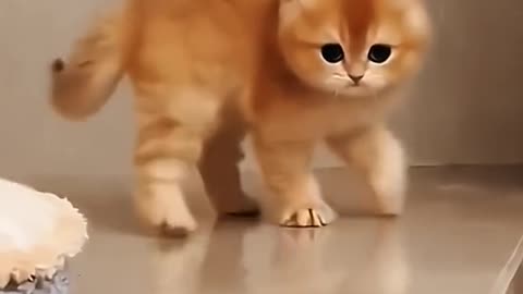 funny cat