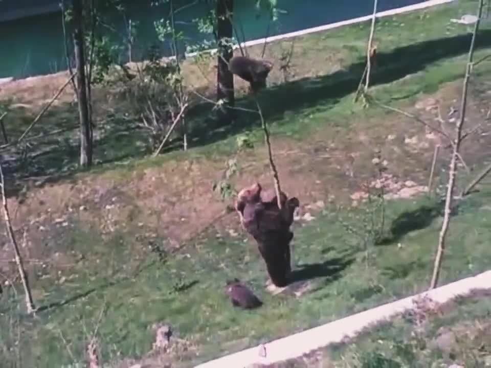 Mama bear is a lot more agile than she might appear to be.