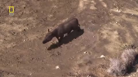 National geographic Documentary | Prehistoric predators | Wildlife Animals