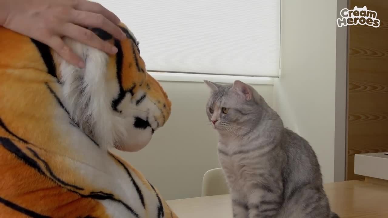 WHAT WOULD HAPPEN IF CATS MEET A TIGER (ENG SUB)
