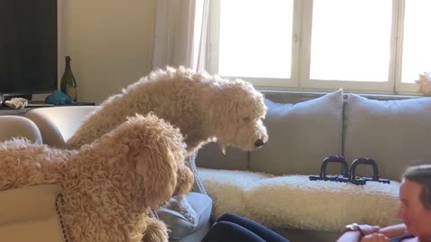 Smoochy Sit-Ups With Pawsonal Trainers