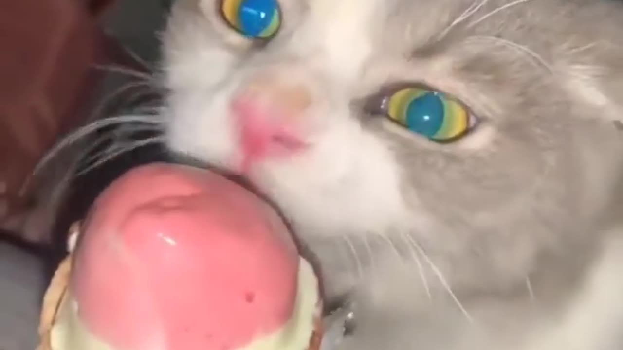 My cat loves the ice-cream