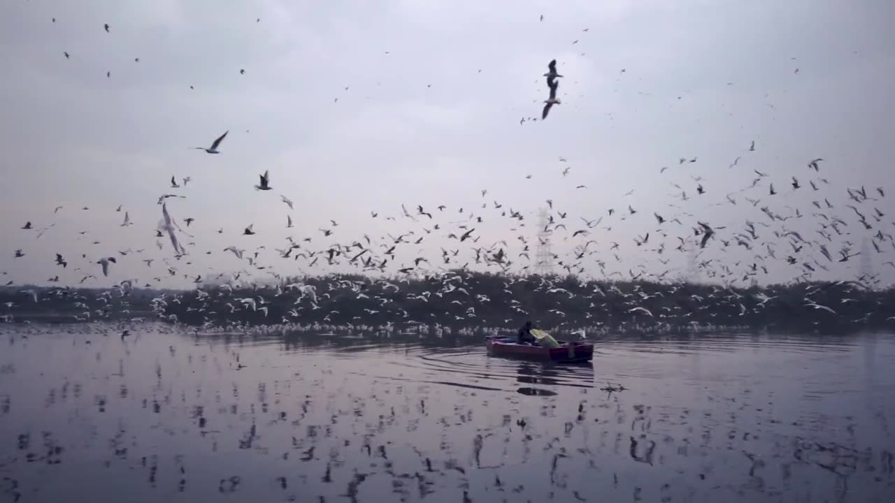 Video Footage Of Flying Seagulls