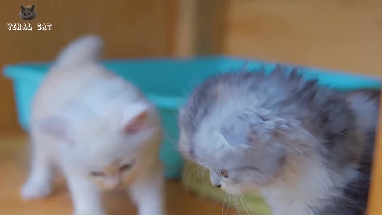 4k Quality Animals footage -Cats And Kittens secens