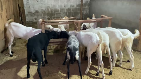 Beautiful Goats in Memon Goth Karachi