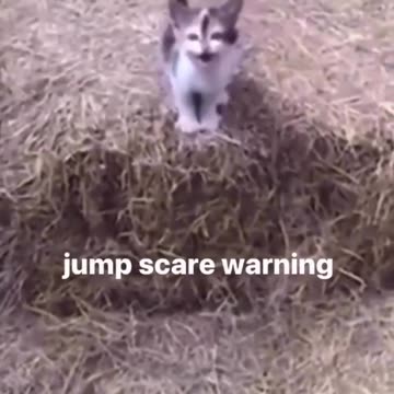 Cat funny videos scam with cat 😅