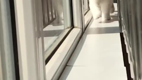 Cute cat video 😍😍