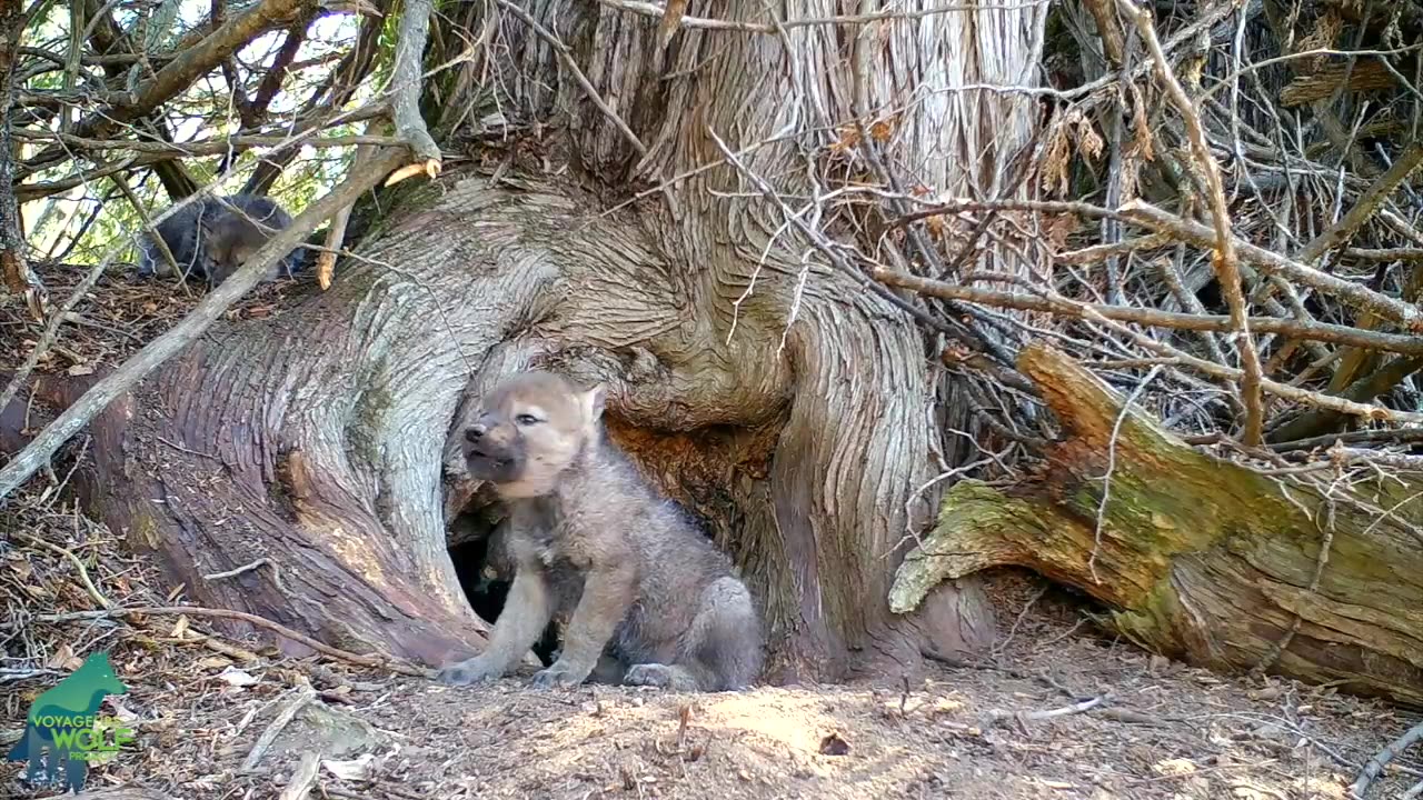 Howling is a skill this cute wolf pup can't quite get it out yet!