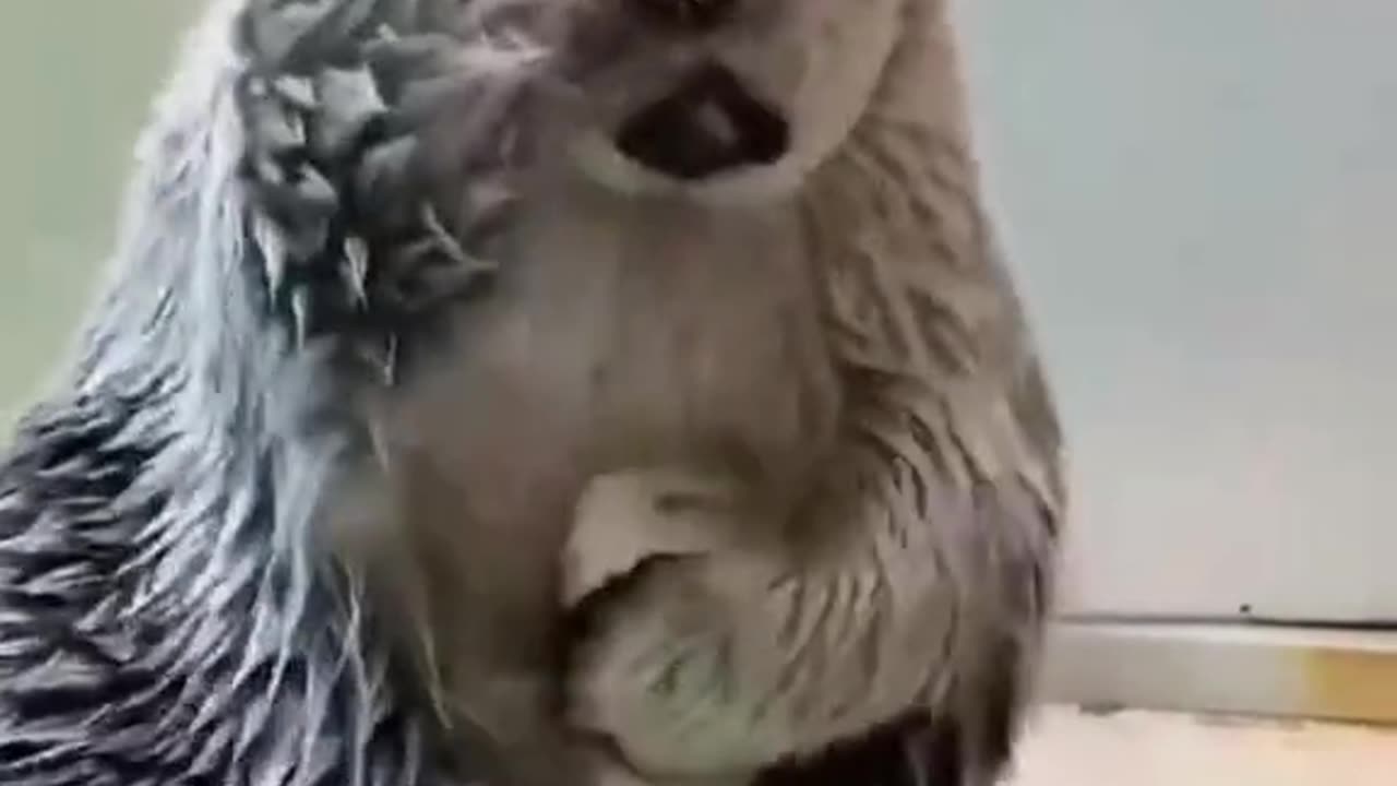 funny seaotter