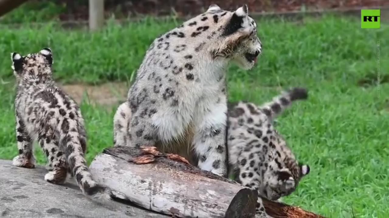 Virginia zoo welcomes two Snow leopard cubs