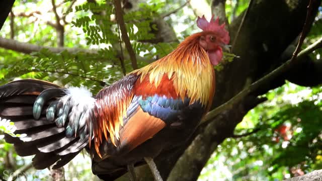 Beautiful Birds Sound in the Forest - The Most Colorful Birds in 4K - Scenic Relaxation Film