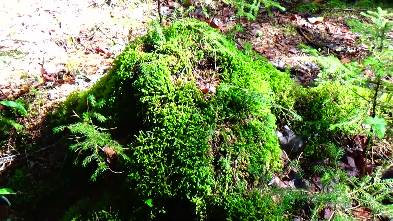 Mossy Stump