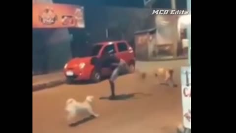 Street Dog fight