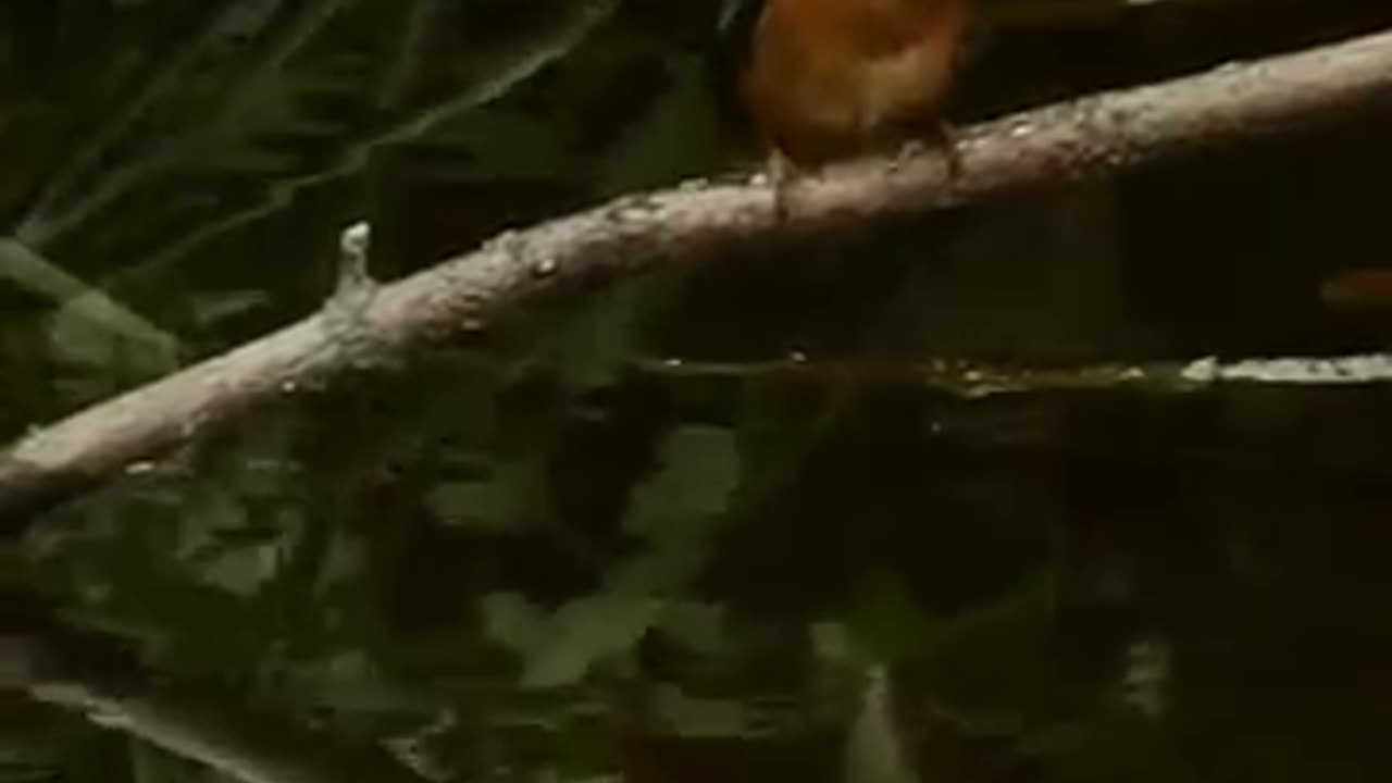 Kingfisher bird feeding