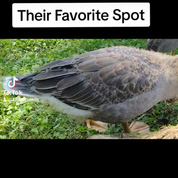 THESE GEESE ARE SO MUCH FUN!