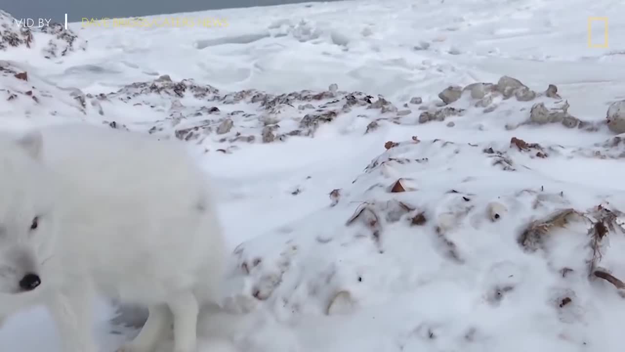 A Friendly Arctic Fox Greets Explorers _ National Geographic