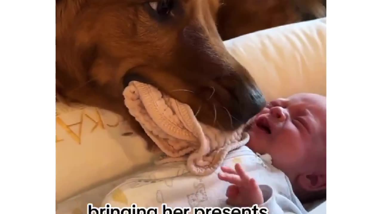 Dog and baby relationships always get me.