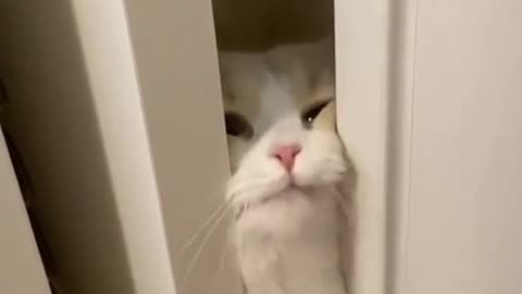 "Purrfectly Adorable: The Paw-some Adventures of Fluffykins"
