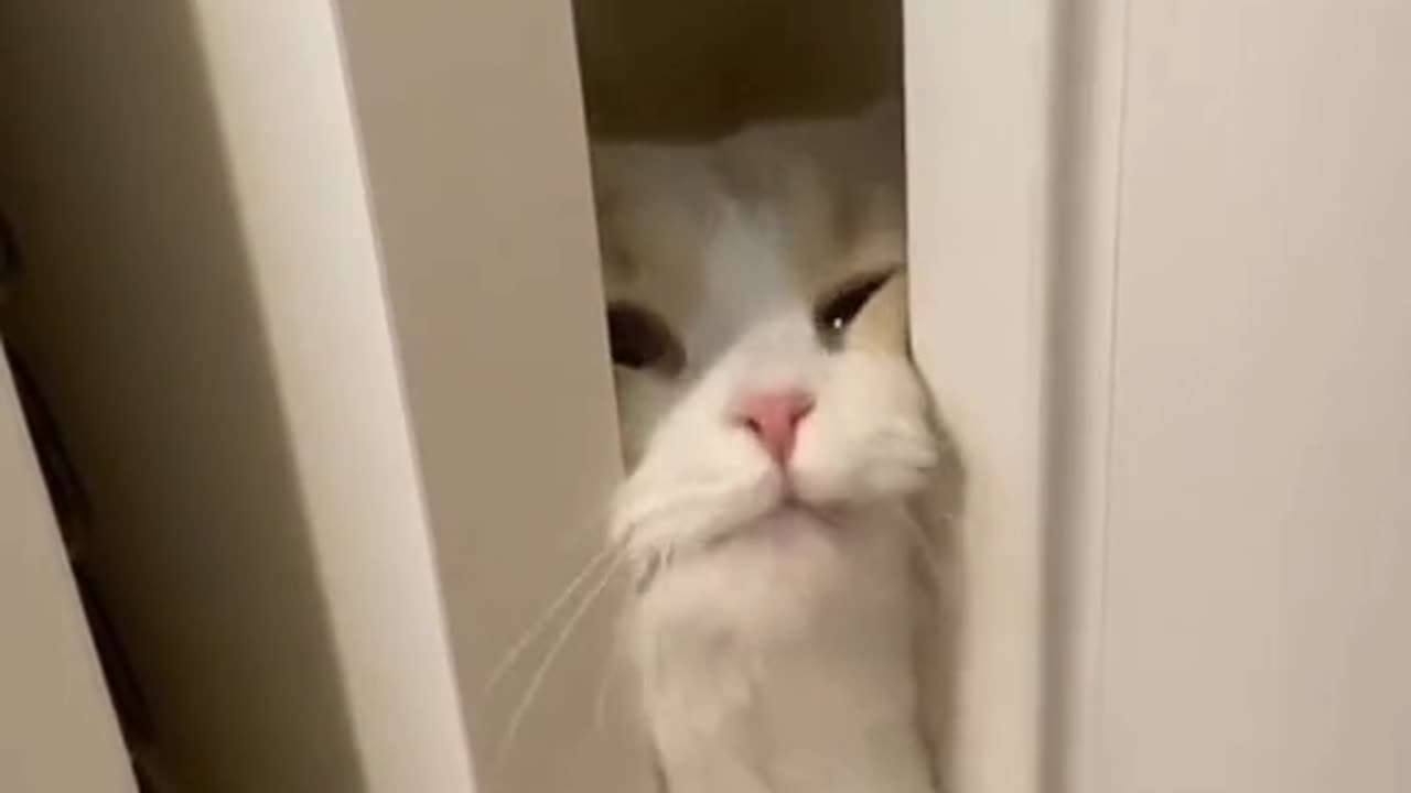 "Purrfectly Adorable: The Paw-some Adventures of Fluffykins"