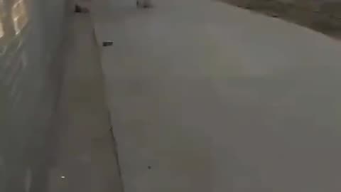 Little dog fighting🐶