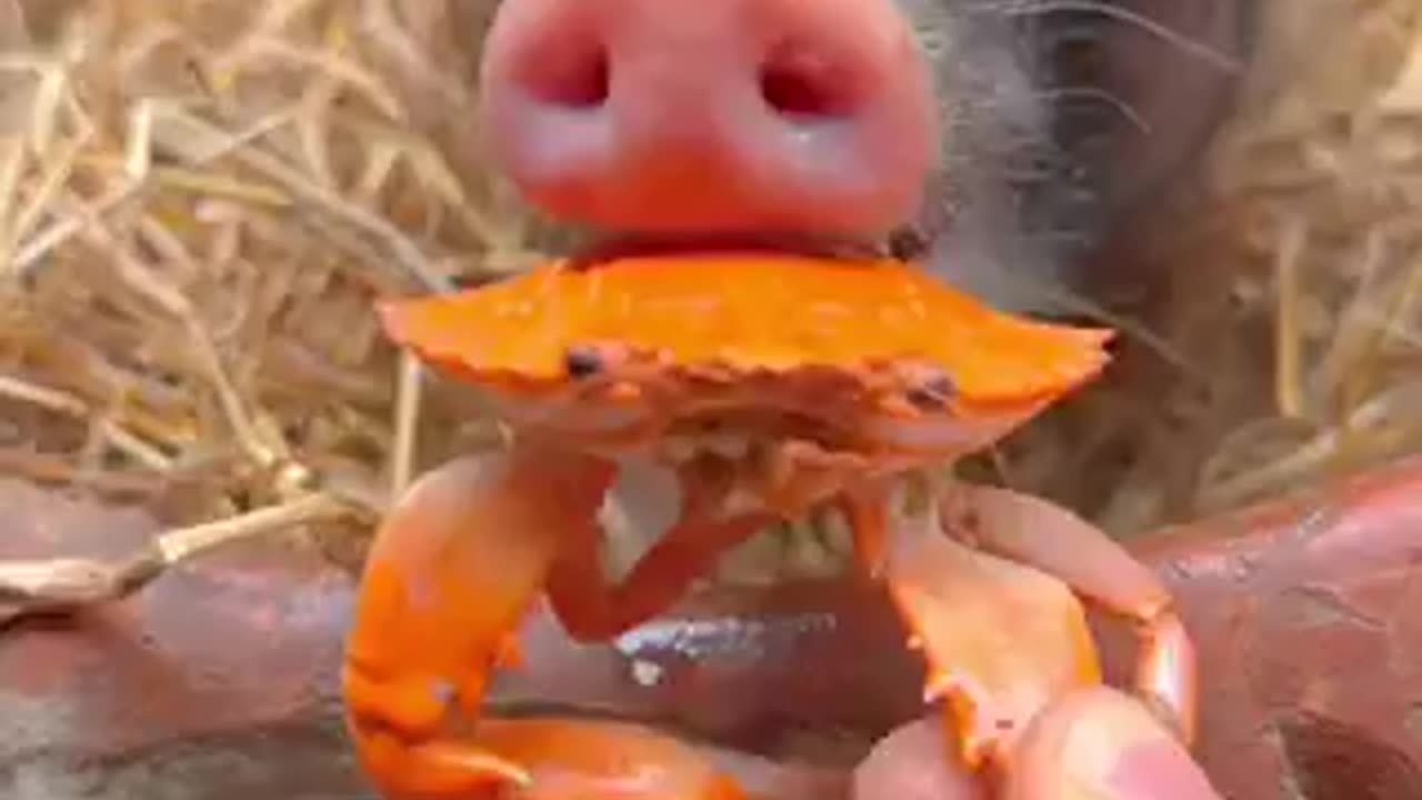 Amazing video