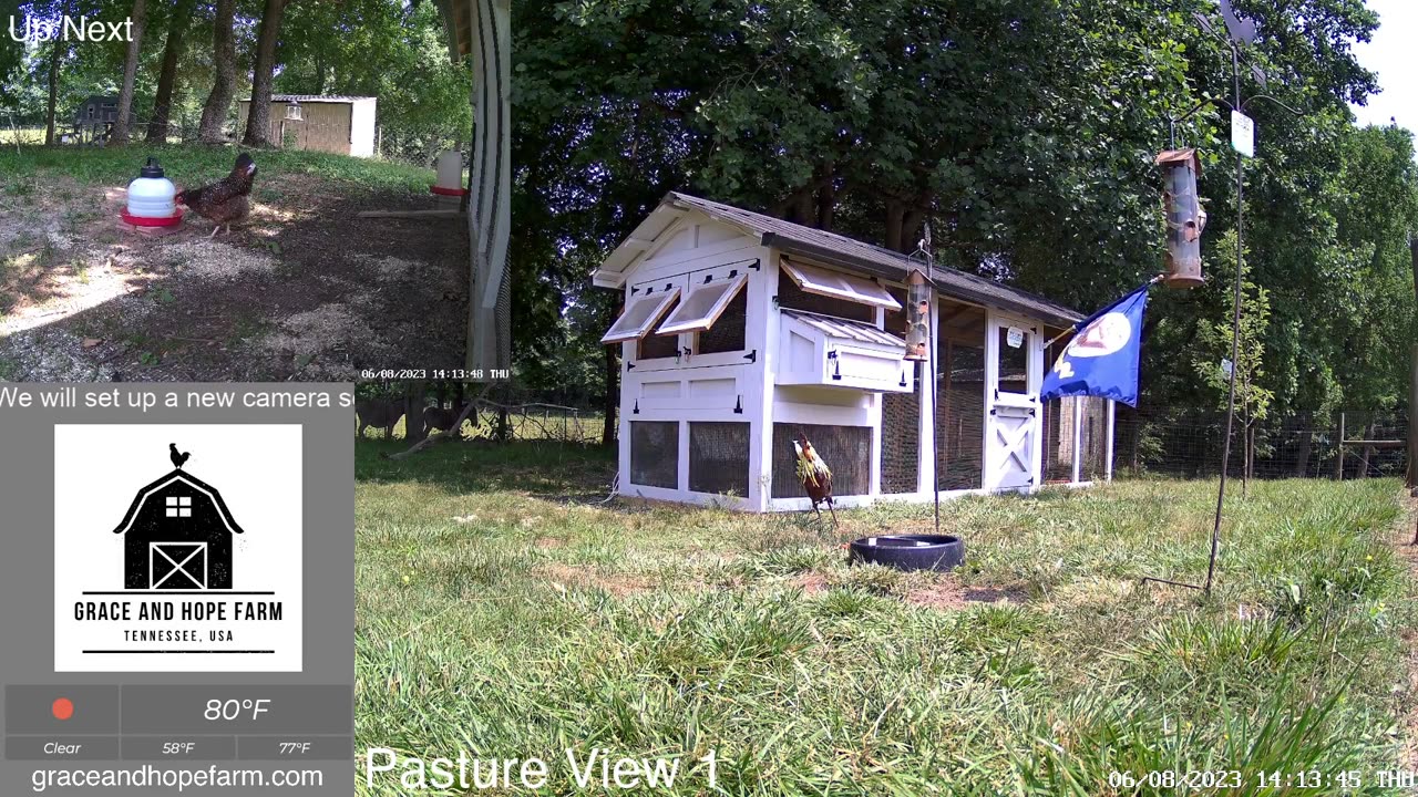 Live Chicken Cameras from Tennessee | New Chicks and Goslings