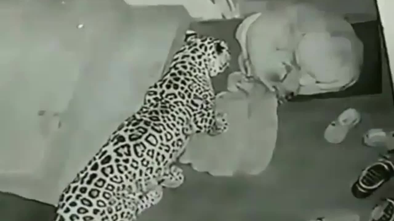 My dog was attacked by a leopard