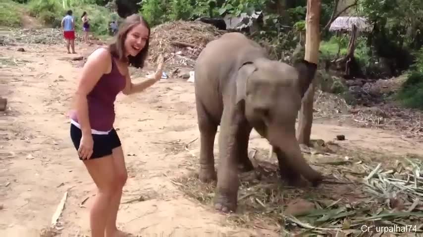 Funny Different Animals Chasing and Scaring People 2019