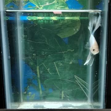 silver half moon betta fish