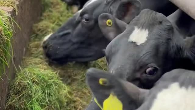 Come milking with us