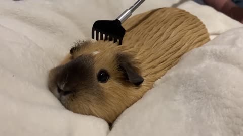 Guinea Pig Getting Cozy Enjoying the Back Scratcher