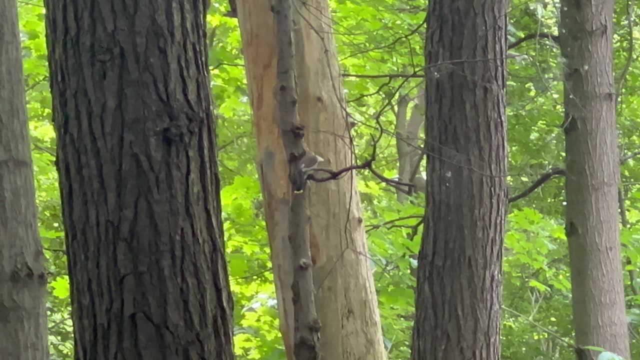 Spotted a few cedar waxwings at James Gardens