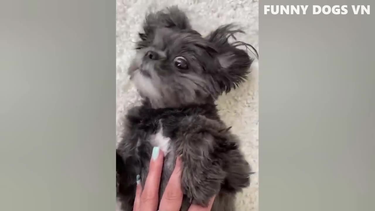 Best Funniest Animals 2023 😍 Funniest Dogs And Cats Videos 🐱🐶