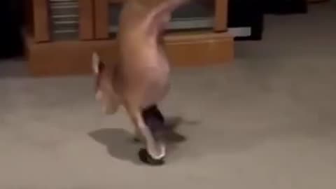 What happened when the dog first put on shoes #shorts #viral #shortsvideo #video