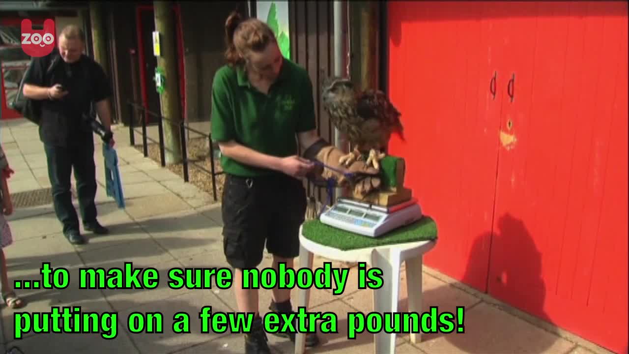 Animal Check-Up At London Zoo