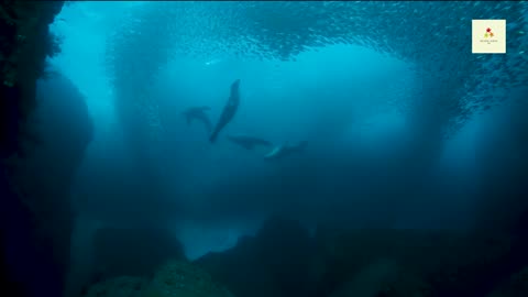 Various animals and plants grow under the sea