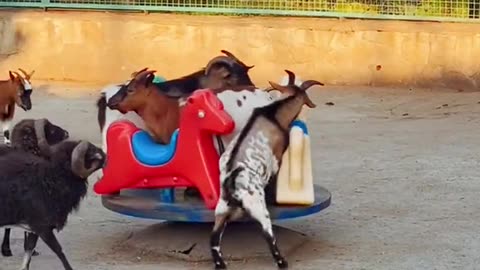 Animals. Goats on carousels.