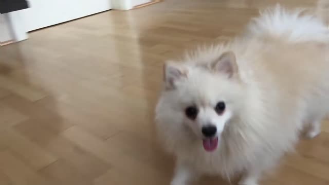 POMERANIAN SPITZ PLAYING _ MR SPOCK