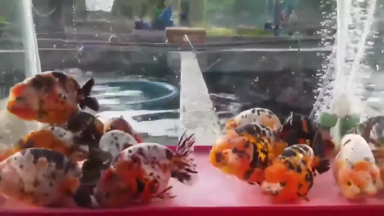 The most beautiful Calico Ranchu goldfish collection-10