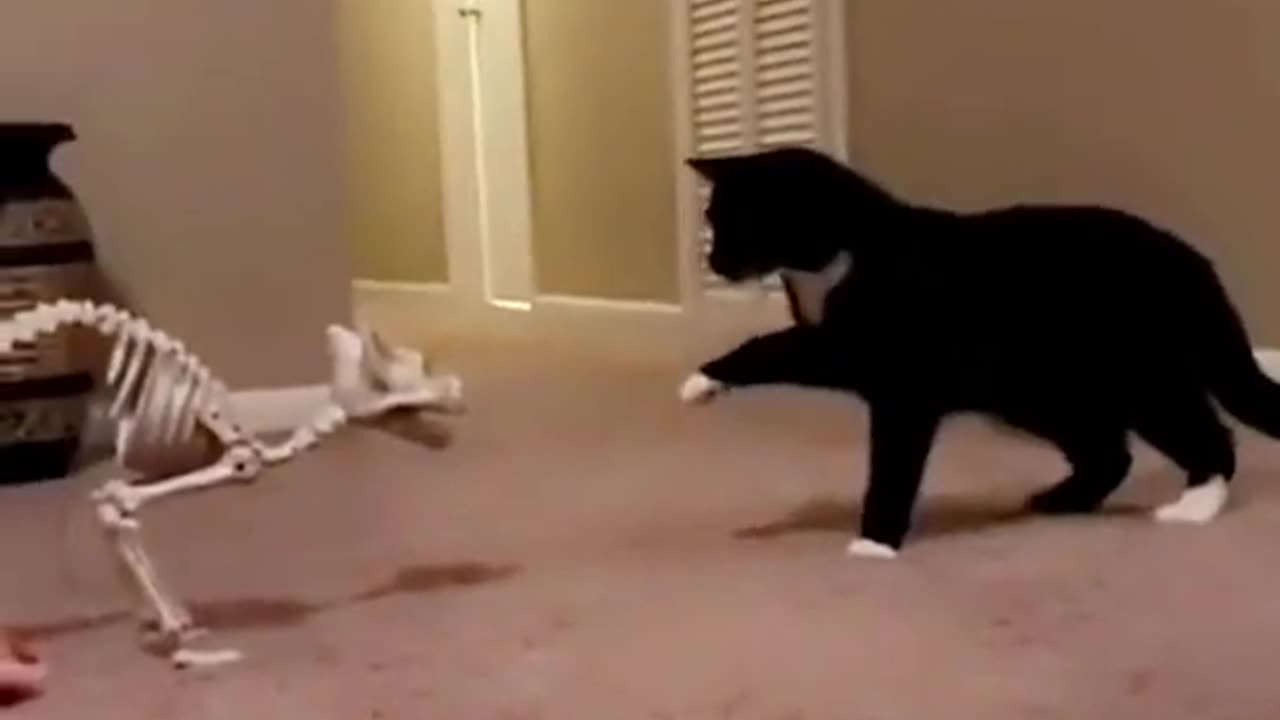 Cat Funny moment #shortvideo #shorts #cat #funny