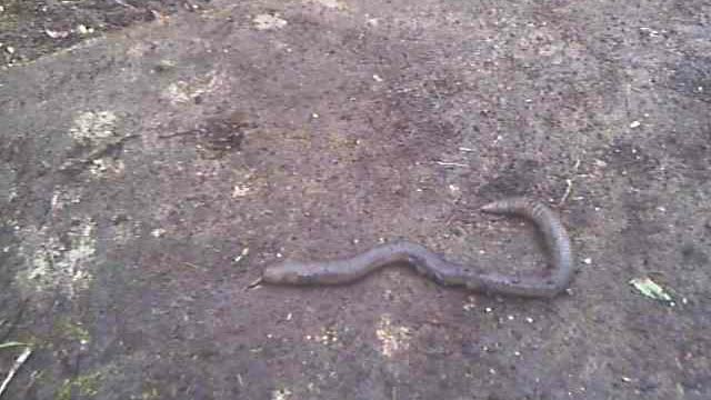 20'' JUNGLE EARTHWORM Virginia's Farm Pena Blanca Ecuador
