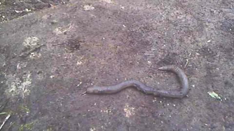 20'' JUNGLE EARTHWORM Virginia's Farm Pena Blanca Ecuador