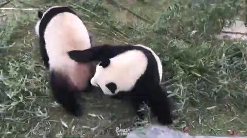 Too Funny! Panda mother and Panda baby Funny moments