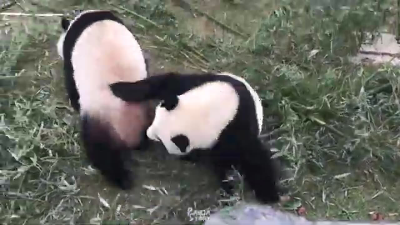 Too Funny! Panda mother and Panda baby Funny moments