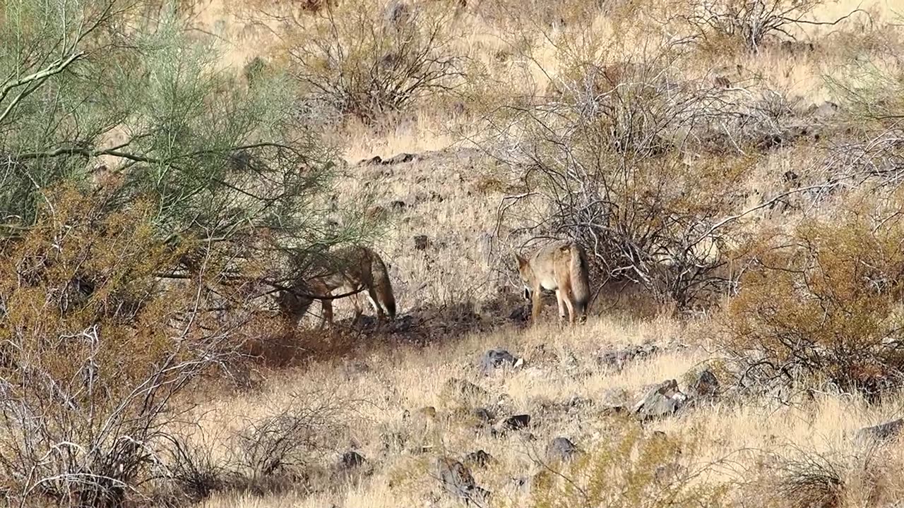 Coyotes in Thunderbird Park