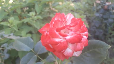 Rose bicolor