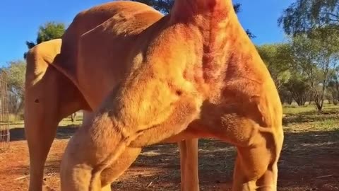 Kangaroo - The Buff Marsupial