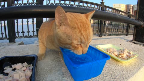 ED SHEERAN & MICHAEL JACKSON - Homeless cats in Ras Al Khaimah, UAE #cat #EdSheeran #MichaelJackson