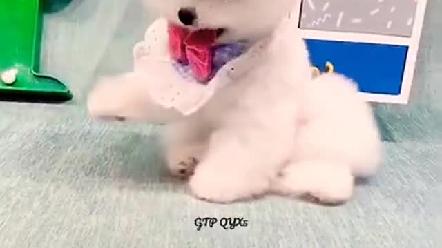 cute 😍😍😘baby pomeranian pets