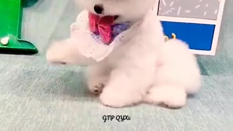 cute 😍😍😘baby pomeranian pets